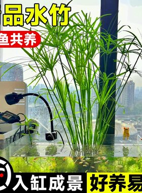 水竹风车草水养旱伞草