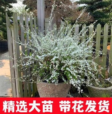 花叶春喷雪花带花发货