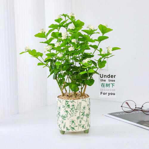 茉莉花盆栽带花苞办公室夏季小清新桌面花卉绿植开花提神植物浓香
