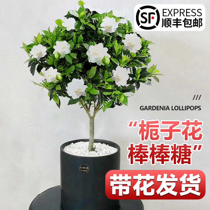 大叶牡丹栀子花盆栽带花苞室内棒棒糖四季开花卉重瓣香水茉莉独杆