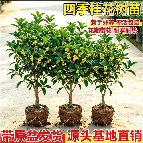 四季桂花树苗花卉绿植盆栽庭院植物浓香阳台开花金桂耐寒多季开花