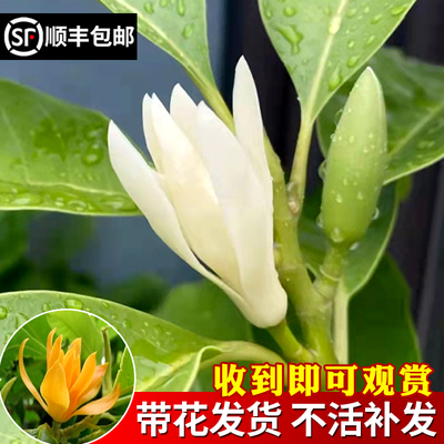 花叶春白兰花木本花卉阳台