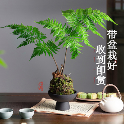 红磷蕨苔藓球绿植蕨类小众室内办公室书房耐阴茶几新中式禅意盆景