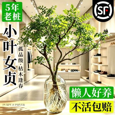 小叶女贞水培植物造型树老桩带根鲜切枝室内绿植桌面水养四季长青
