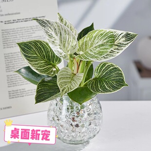 蔓绿绒水培铂金钻锦化绿公主室内桌面盆栽北欧绿植四季好养植物
