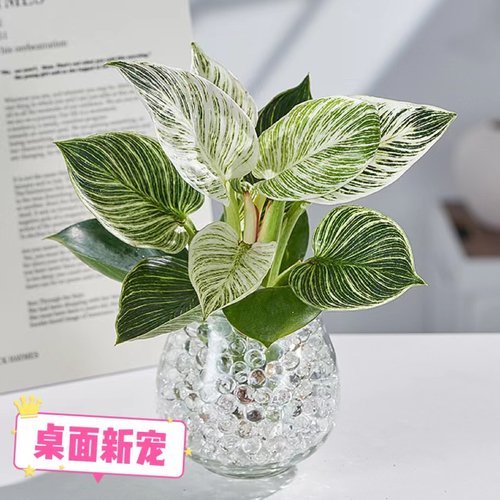 铂金钻室内四季常青高级桌面水培