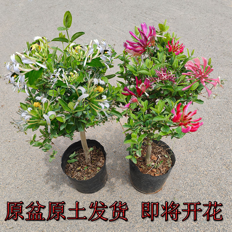 可食用金银花树苗浓香四季开花卉盆栽阳台庭院爬藤植物老桩带花苞