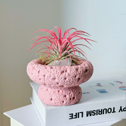 办公室桌面绿植室内小盆栽植物