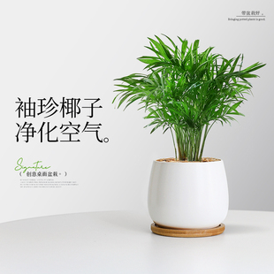 袖 常青 珍椰子盆栽室内花卉绿植客厅桌面护眼植物好养净化空气四季