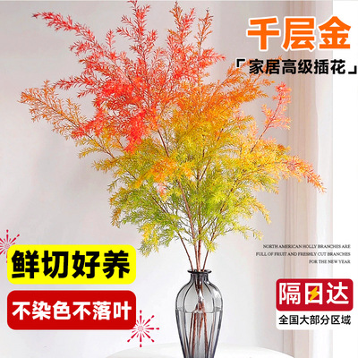 千层金客厅夏季自带清香