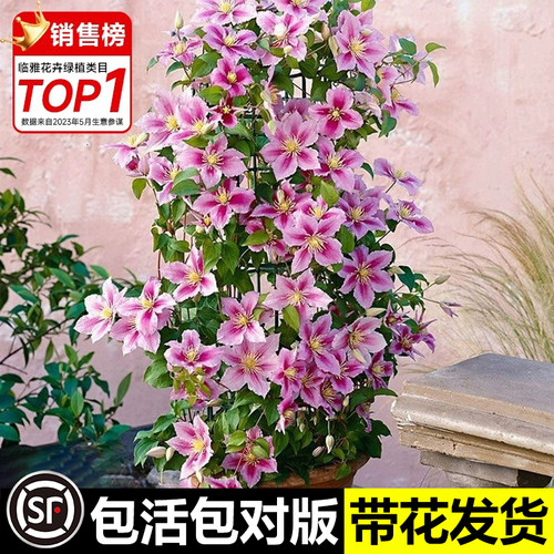 花叶春铁线莲爬藤植物阳台春夏