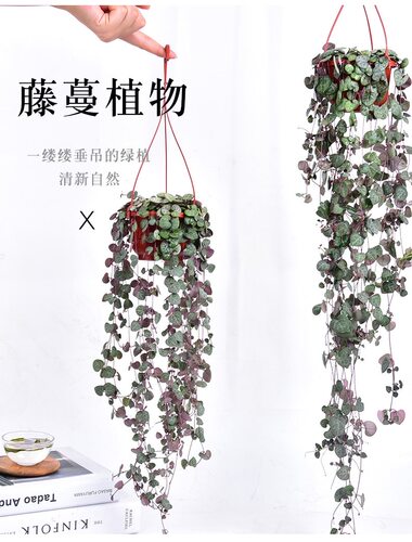爱之蔓阳台客厅吊兰垂吊盆栽