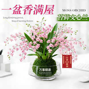 香水文心兰盆栽梦香兰兰花植物室内花卉阳台办公桌面装饰好养花卉
