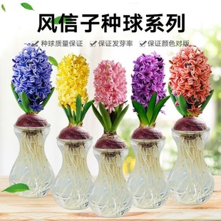 风信子种球多色水培盆栽花卉发芽率高保证质量室内绿植