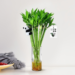 富贵竹水培植物转运竹子水养龙竹室内客厅绿植桌面盆栽观音竹好养