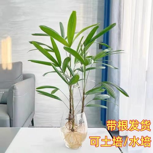 棕竹客厅桌面带根发货水培