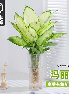 水培植物玛丽安盆栽水养绿植室内客厅耐阴绿植富贵竹净化空气好养
