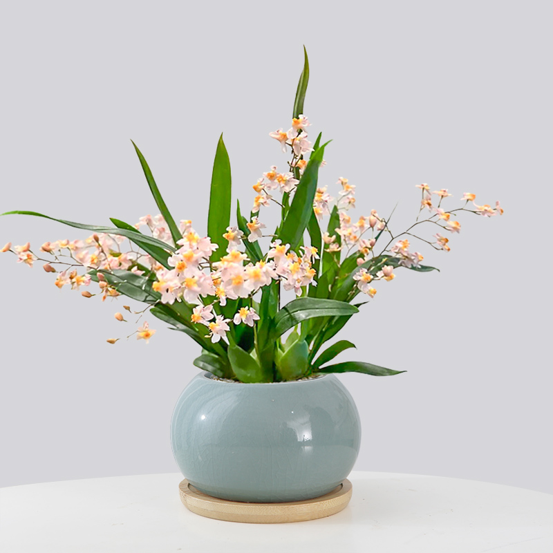 香水文心兰盆栽浓香型带花苞梦香兰植物年宵花桌面好养兰花花卉