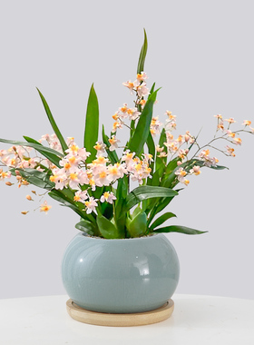 香水文心兰盆栽浓香型带花苞梦香兰植物年宵花桌面好养兰花花卉