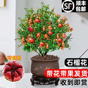 石榴花苗盆栽景带果发货可食用植物室内花卉绿植年宵花喜阳好养