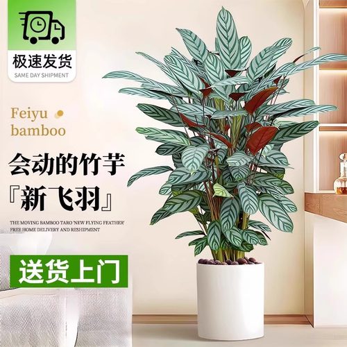 飞羽竹芋盆栽植物北欧风绿植