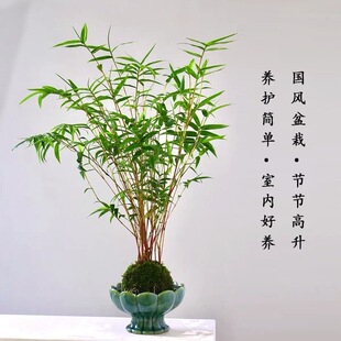 米竹盆景带盆栽好美观优雅四季常青茶室客厅办公桌面绿植好养