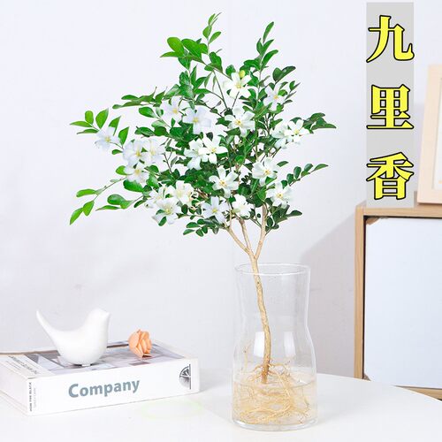 花叶春九里香木本植物阳台夏季
