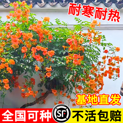 华叶春凌霄爬藤花卉庭院夏季