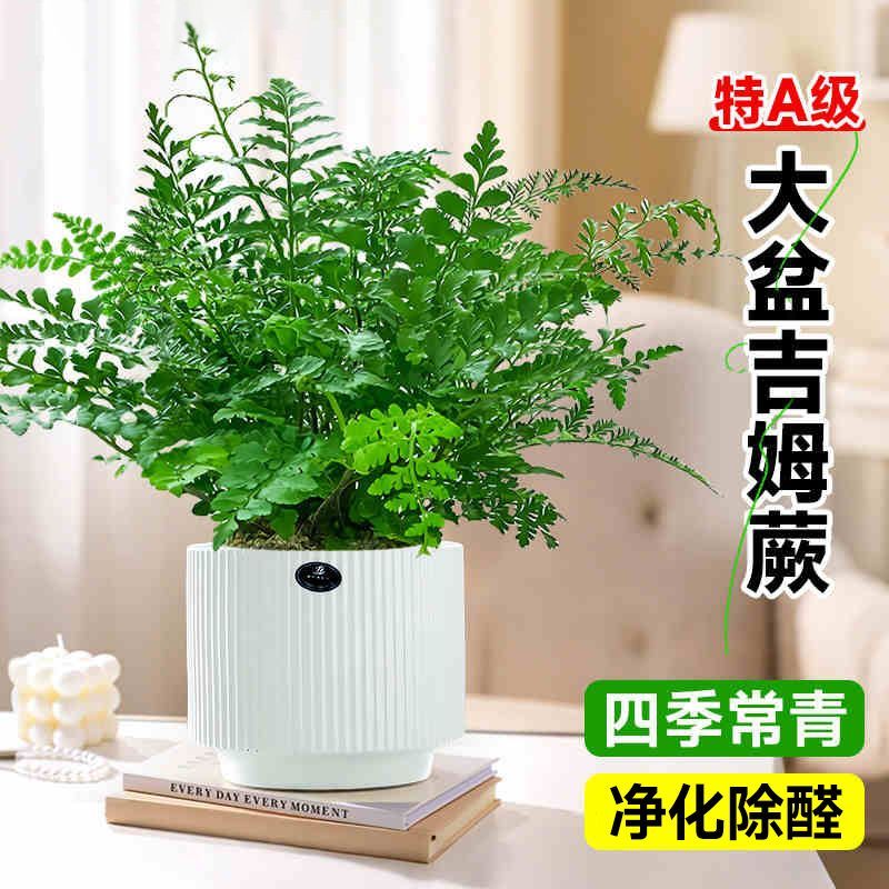 吉姆蕨盆栽耐阴绿植好养活