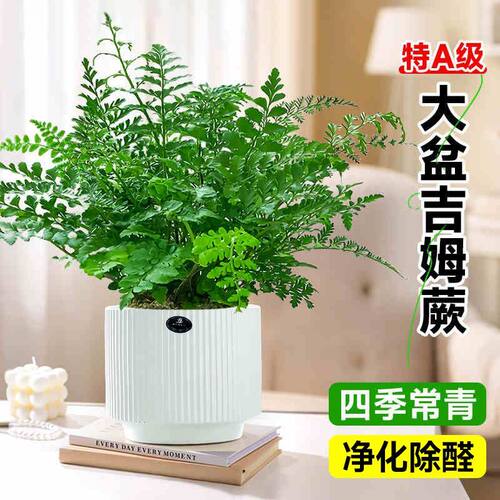吉姆蕨盆栽耐阴绿植好养活