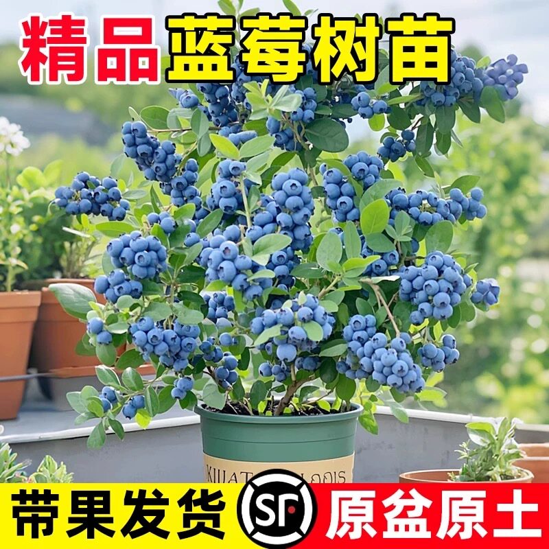 蓝莓树果苗盆栽树苗特大号带果阳台庭院室内绿植四季地栽结果植物