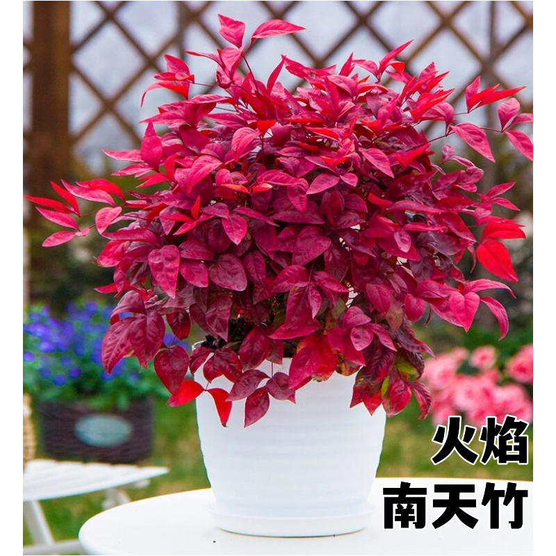 火焰南天竹盆栽冬季耐寒红叶植物室内客厅好养观叶花卉盆景年宵花