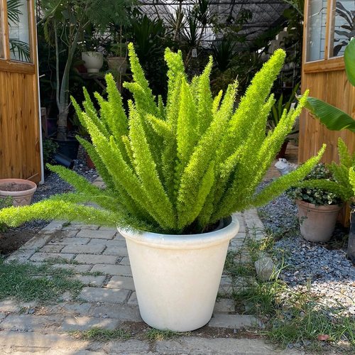 狐尾天门冬阳台夏季开花四季常青