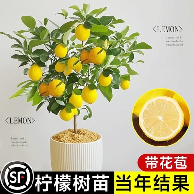 花叶春香水柠檬树盆栽净化空气