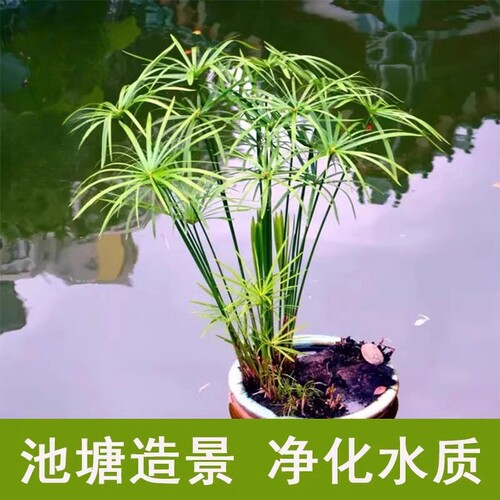 水竹绿植水池夏季四季常青
