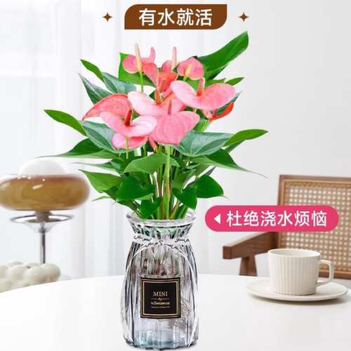 花叶春粉掌水培花卉客厅四季带花