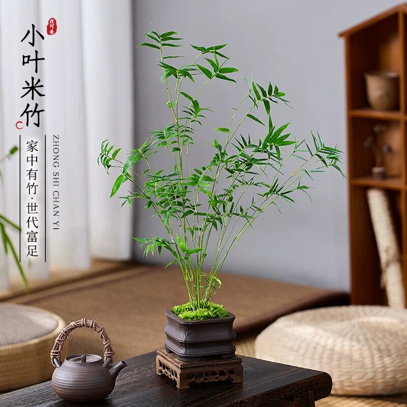 米竹盆栽苔藓凤尾竹室内微型观赏竹盆景客厅桌面植物四季常青绿植