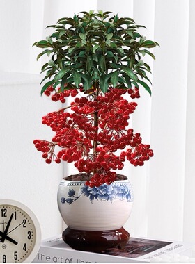 富贵籽盆栽金玉满堂植物耐寒富贵子花卉室内植物带果发货年宵花