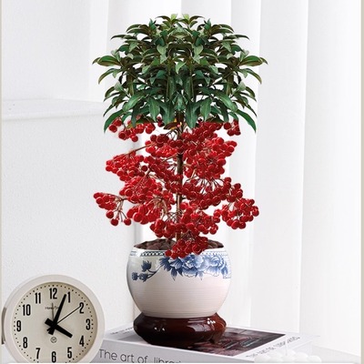 富贵籽盆栽金玉满堂植物