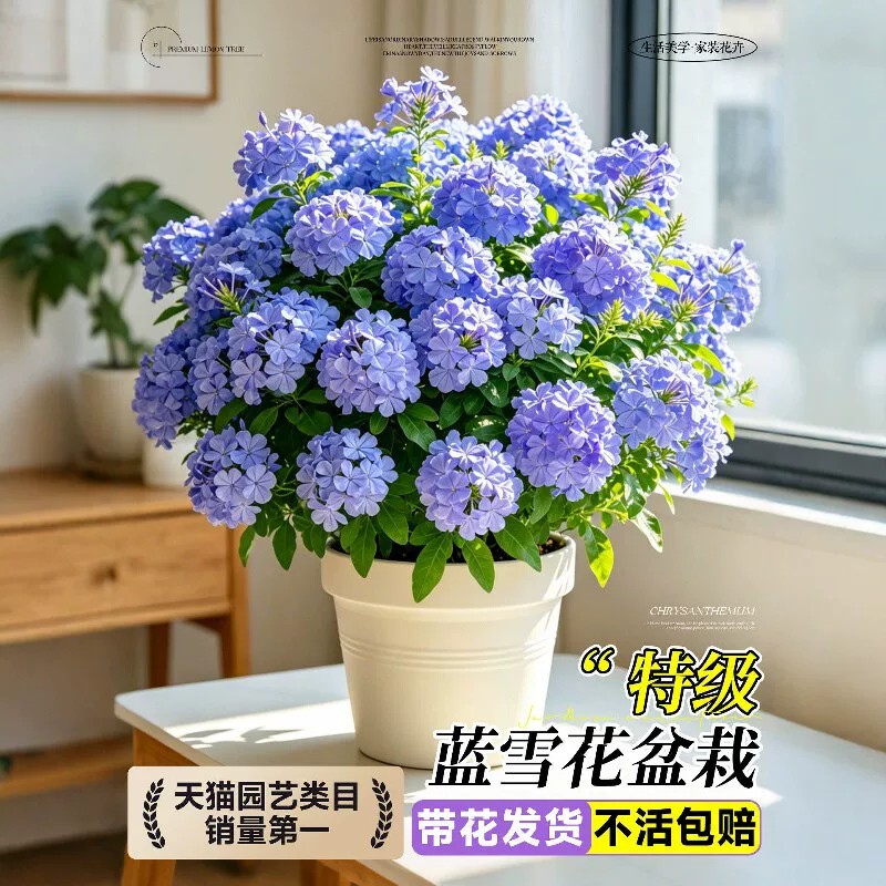 蓝雪花带花大苗飘枝盆栽阳台室内花卉喜阳多季开花好养爬藤庭院