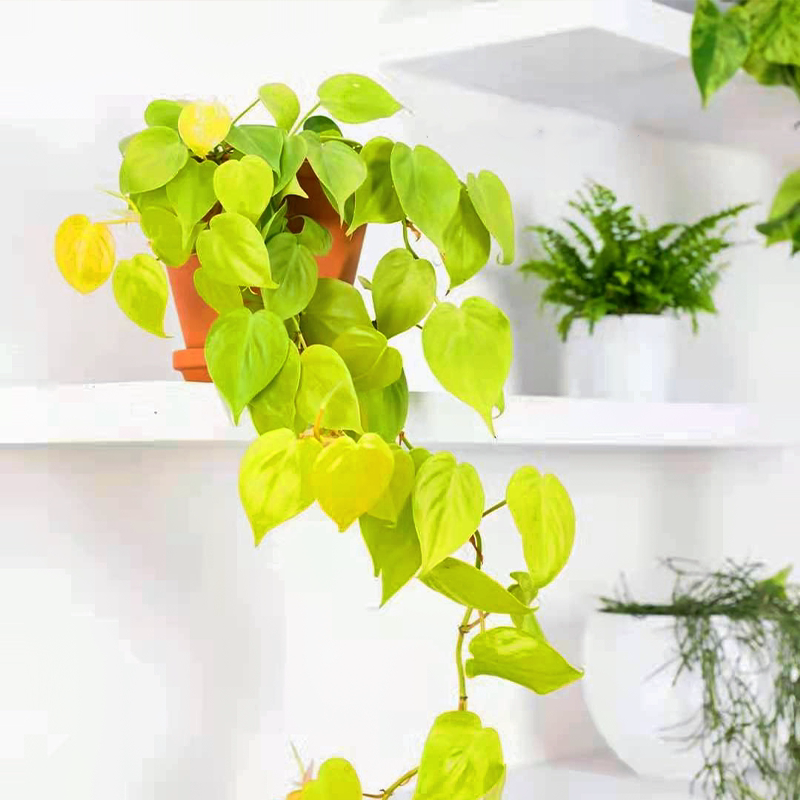 花叶春绿绒盆栽室内花卉