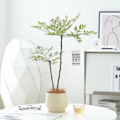 丛林火焰南天竹盆栽办公室绿植高级感客厅室内植物好养活四季老桩