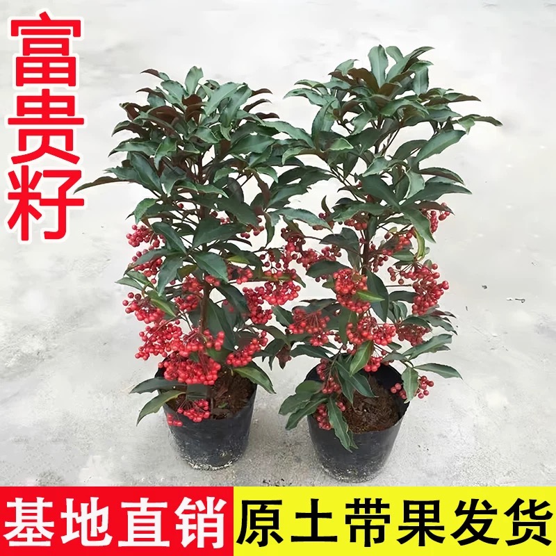 富贵籽盆栽客厅夏季带果好看