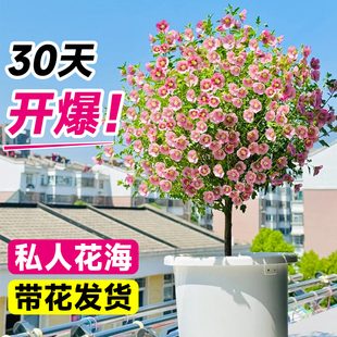 带花小木槿棒棒糖花苗盆栽大盆玛格丽特室内阳台好养庭院花卉植物