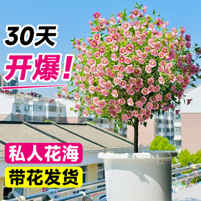 花叶春小木槿棒棒糖花苗盆栽