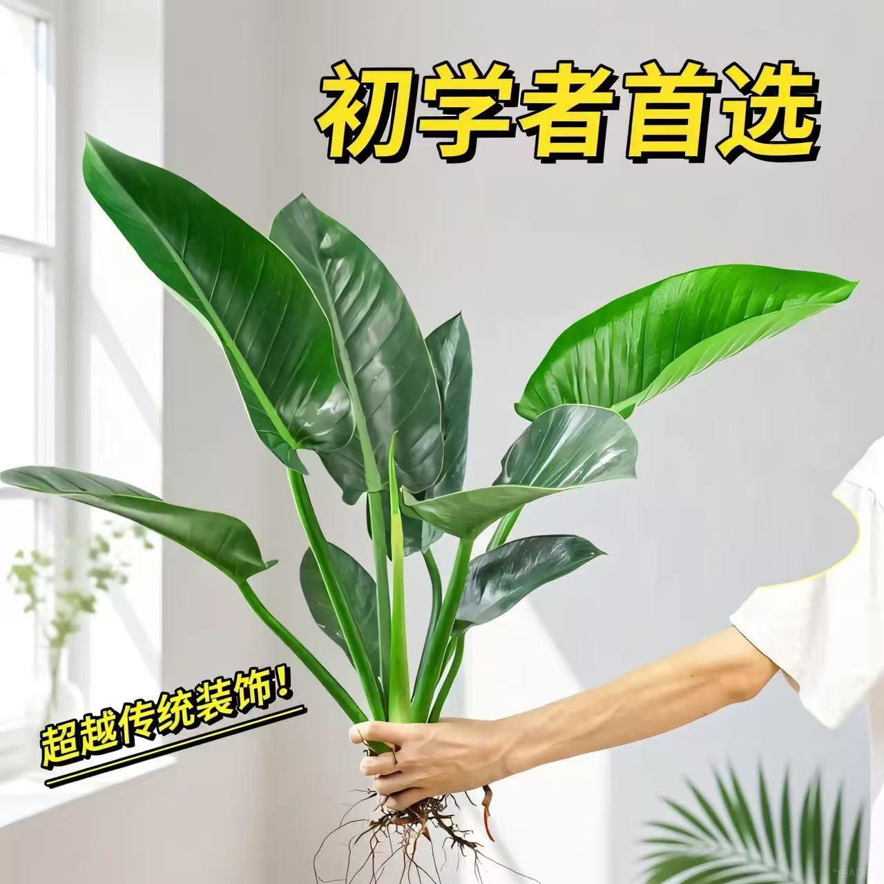 水培植物大金钻盆栽绿公主办公室内桌面水养绿植四季好养净化空气图片
