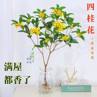 水培四季桂花树苗水养植物室内中式吊钟形似马醉木好养浓香型花卉