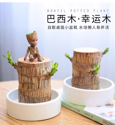 巴西木办公桌带芽发货