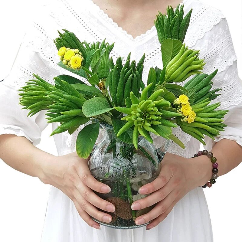 新疆包邮水培植物鲜切带果佛手柑新鲜现摘水果佛手瓜室内绿植盆栽