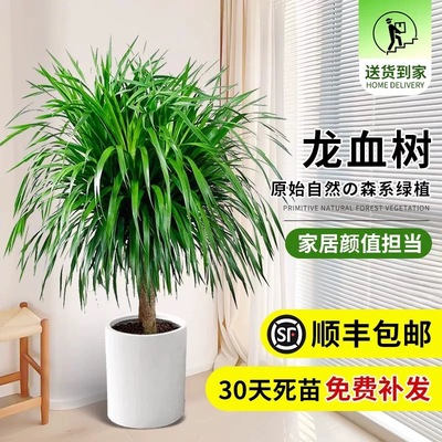 龙须树盆栽大型客厅多头绿植办公室内好养造型小苗带土老桩盆景